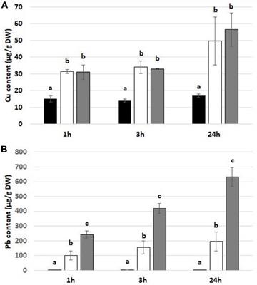 Oxidative RNA Modifications as an Early Response of Soybean (Glycine max L.) Exposed to Copper and Lead